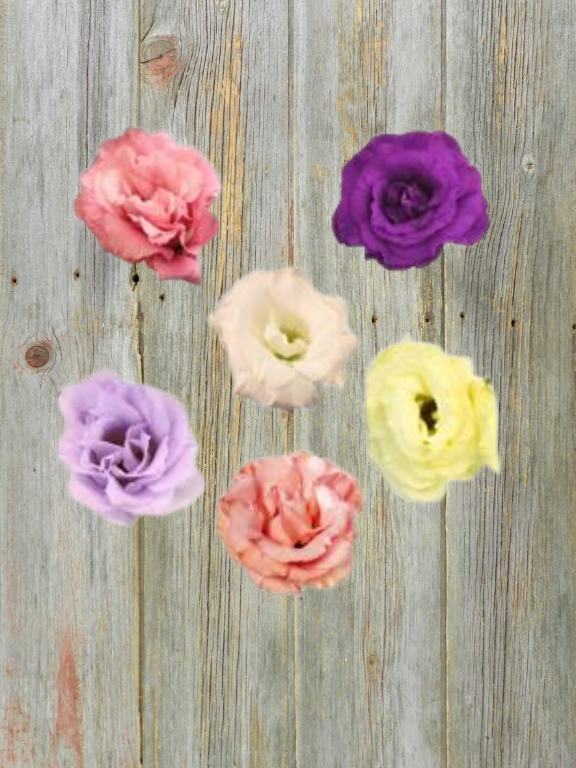 LISIANTHUS ASSORTED COLORS COMBO BOX